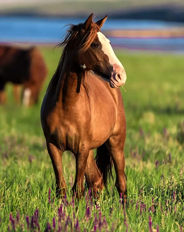 Vente de chevaux Mortagne-au-Perche