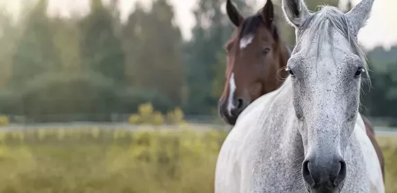 Cheval 1