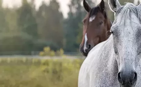 Cheval 1